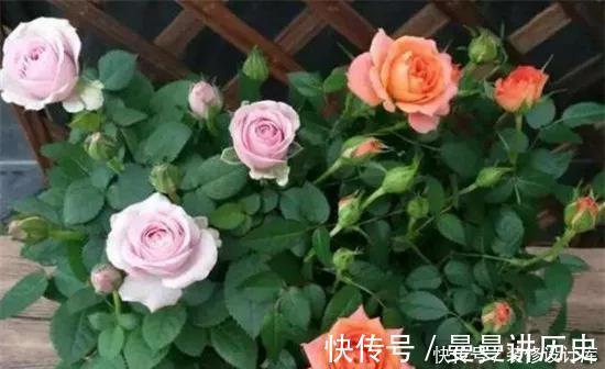 一朵花|月季花苞小,开花少改善这“3点”,开花翻倍,花瓣又大又艳