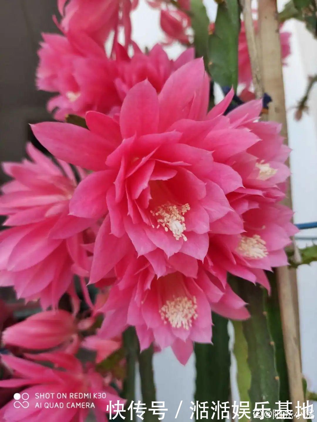 大爷家荷花种在花盆里，1次开花20朵，比巴掌还大！