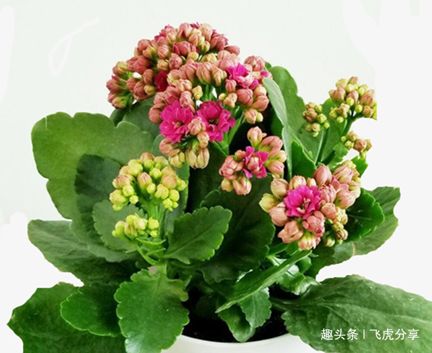 养花不要乱施肥,花卉缺什么看叶就知道,科学施肥才能养好花