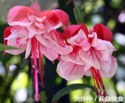 新手养护花卉，就养沾土就活，见光就旺的花卉，花开一整年！