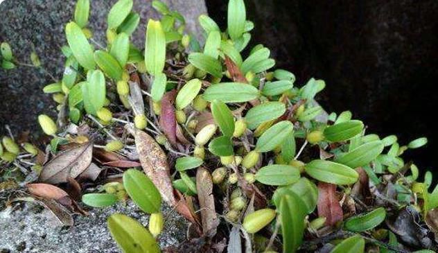 一株就两片叶子,中间还夹颗珠子,价值极高,别当杂草