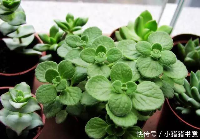 喜欢叶子有香味的花?5种芳香的绿植,比绿萝更好养更耐看