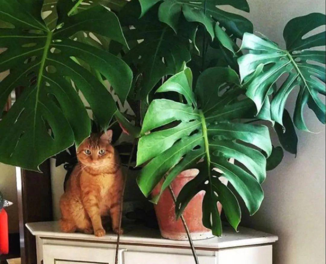 家门口的有毒花，千万别乱碰，有小孩的注意！