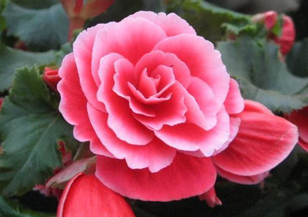 海棠花中“最美的”3种,好养易活,养几盆在家,花开全年赏不停