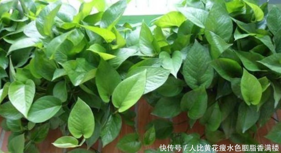 种花|人养花,花也养人,“3种花”家养里,空气清新,还有助于睡眠!