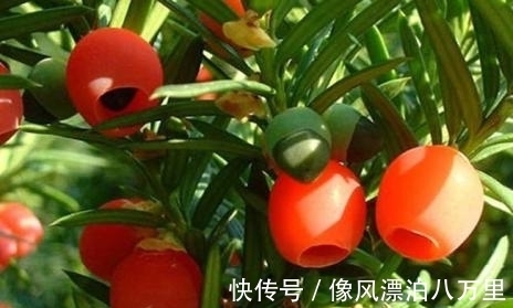 红豆杉|女人常吃此果对身体好，能治月经不调、治失眠，谁吃谁捡到宝！