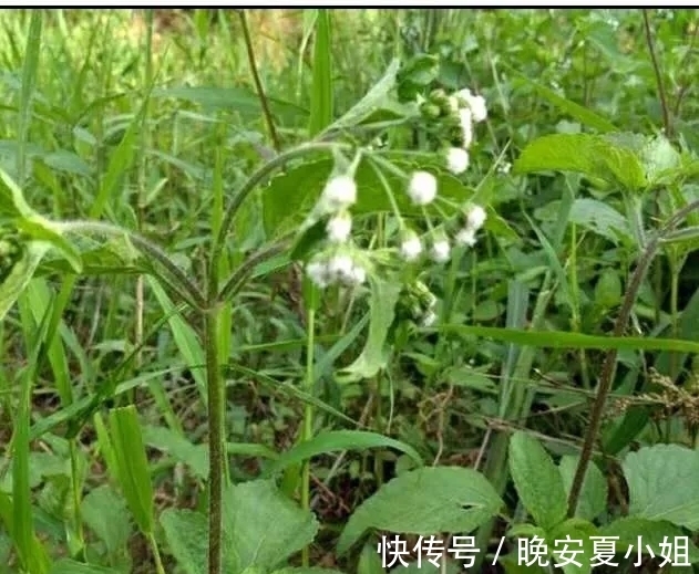 止血|止痛，止血，排石的功用，主治上呼吸道感染，扁桃体炎，咽喉炎