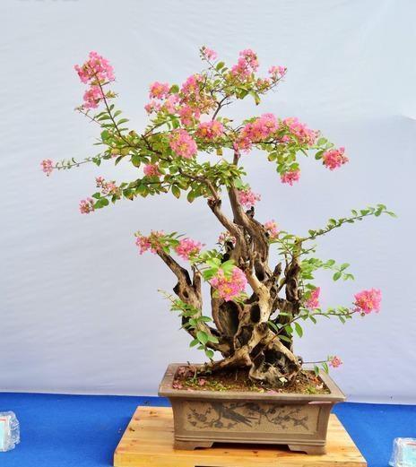 紫薇树|路边的紫薇花,种盆里变老桩盆景,价值太珍贵!