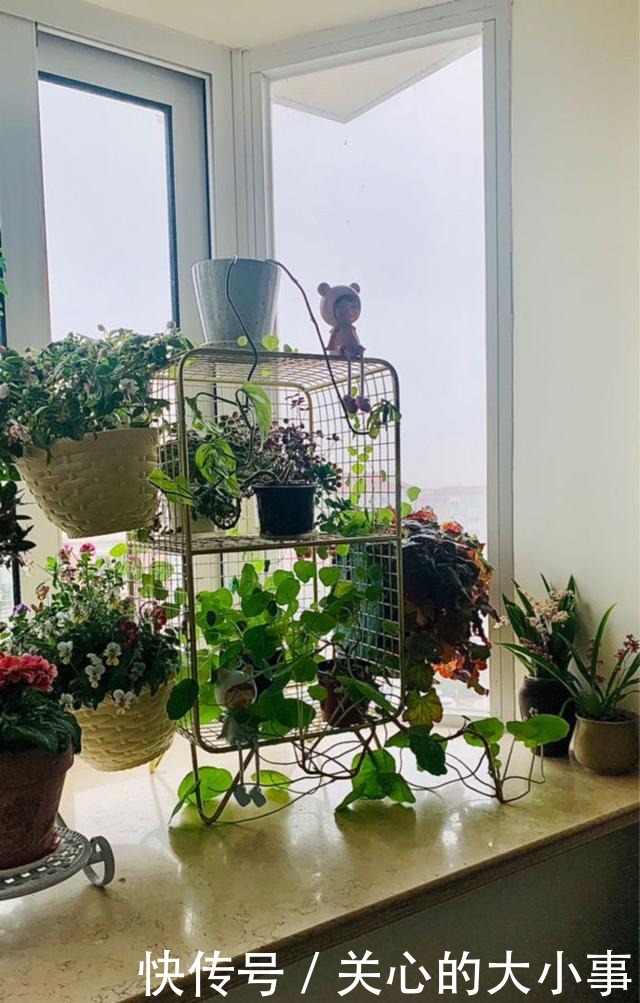 一米宽的小阳台,也能养出繁花似锦!
