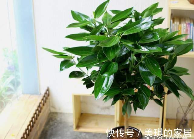 尼古丁|家里养这4种植物，被誉为“天然净化器”，“霸气”护宅