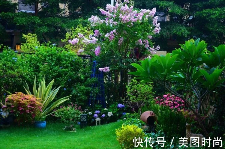 三角梅|120㎡别墅花园改造,经过三年的努力,小院从荒地到花开满园
