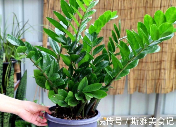 长寿花|“4种花卉”生意人偷着养,自己发财不告诉别人,摆在家中能发家