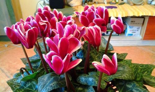 4种花“夏必死”,不建议春季买,新手花友慎养,秋天再买也不迟