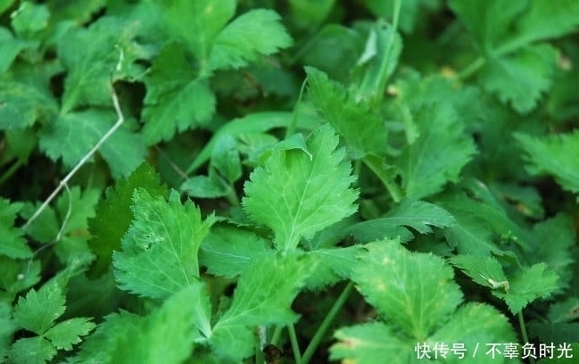 这种植物有着特殊的香气，且价值极其珍贵，是一种很不错的野菜