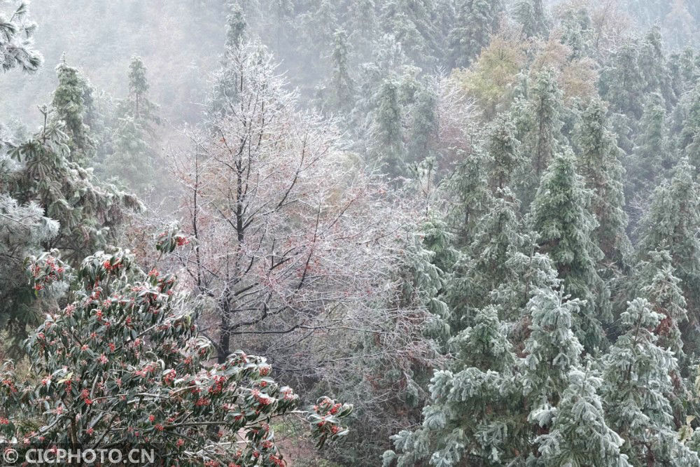 拍摄的雪景|冬雪如画