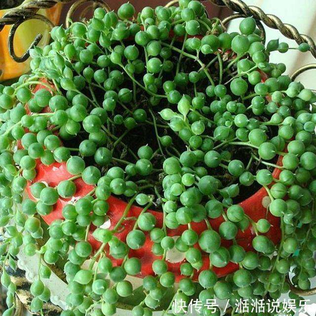 珍珠吊兰这样养,一根一串佛玉珠,颗粒粒喝饱水,价格翻了好几倍