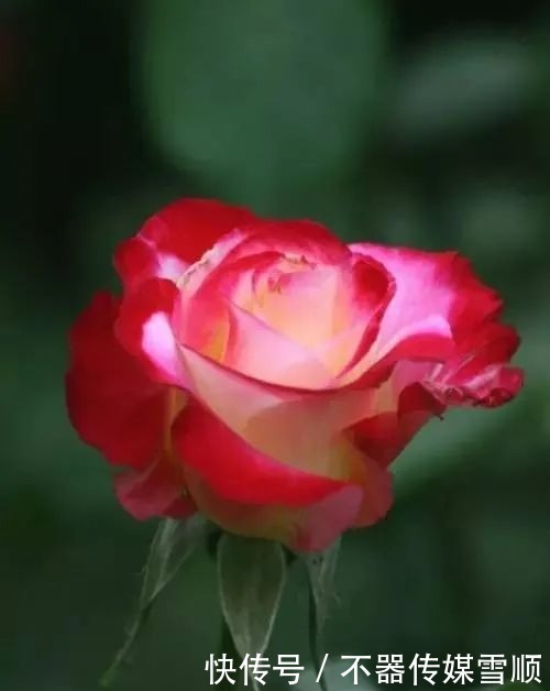 中国的十大名花,你知道几个?