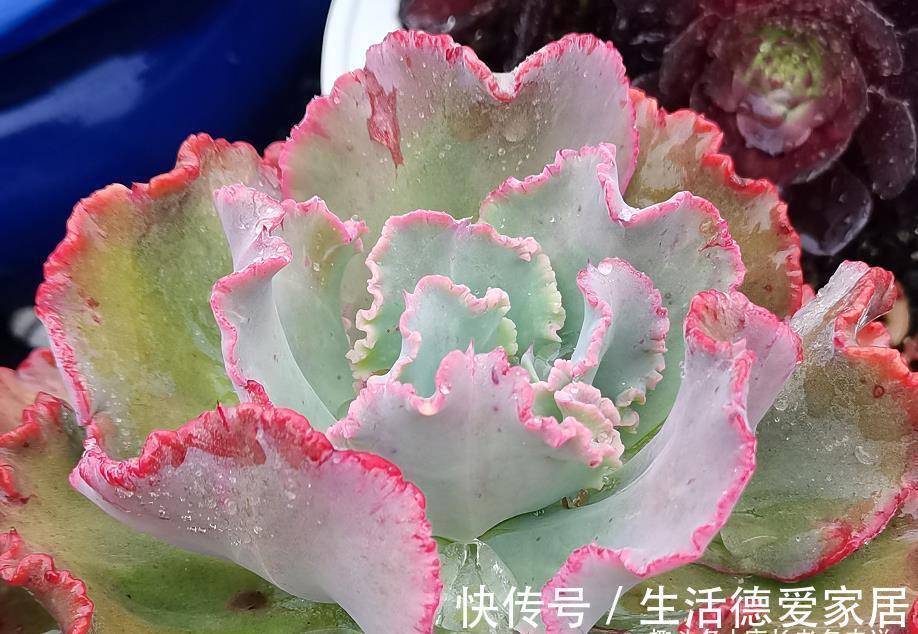 肉友|入秋后,多肉如果出现4种现象,说明它们已经睡醒,可以正常养护