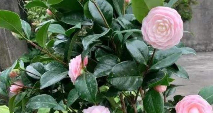 花卉|天热了,扦插花卉正当时,3种花现在扦插生根快,一盆轻松变多盆