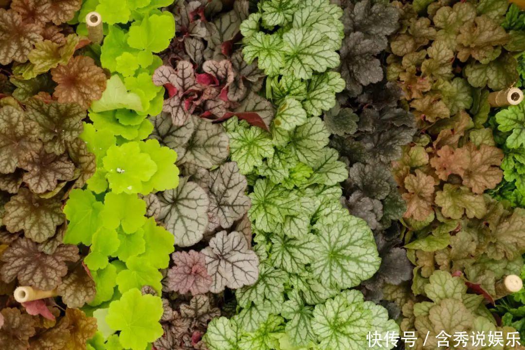 风信子|懒人适合养什么花,浇水少,不挑土,它比人还懒!