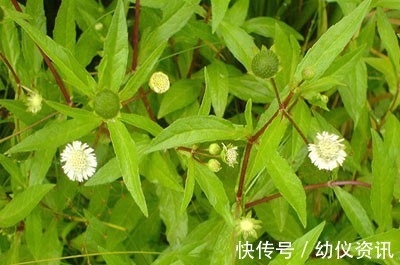 女贞子|治疗白发的杂草,田间随处可见,知道的人不多