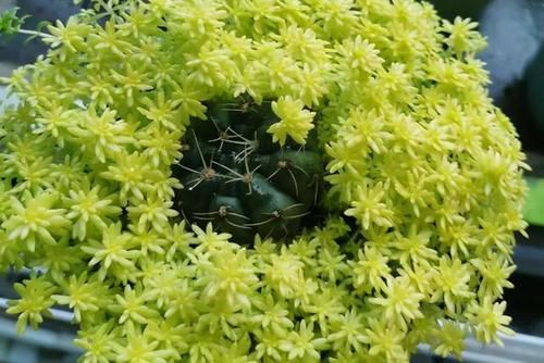 不知道养啥多肉植物？分享5种常见的多肉植物，让人爱不释手