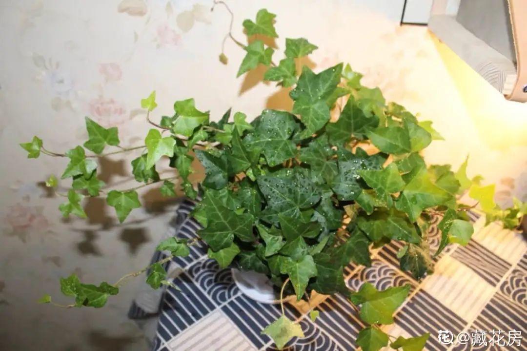 龟背竹是“吸废气”高手,家里放一盆,门窗紧闭也能空气清新!
