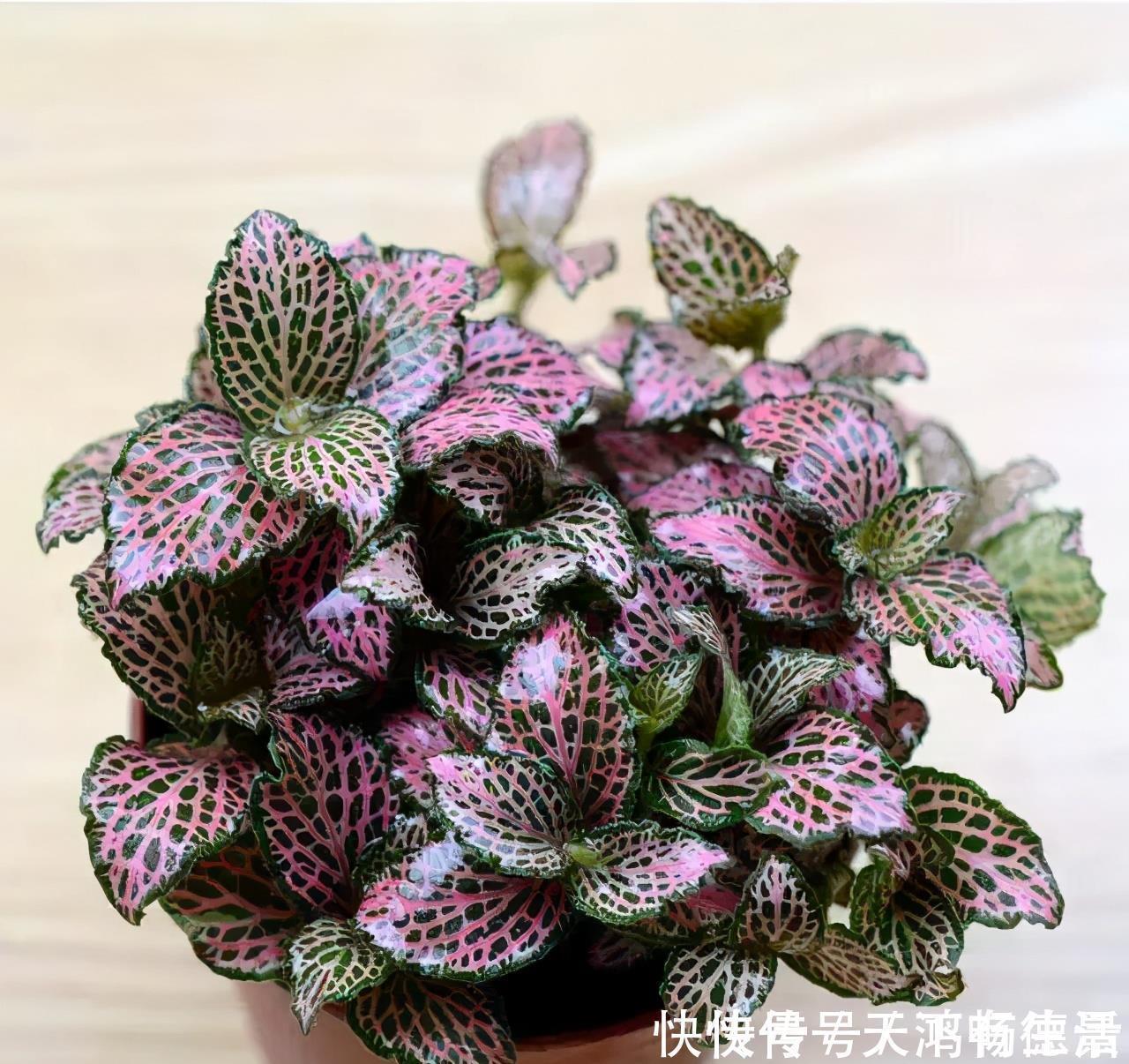 植物|适合卫生间生长的植物,推荐6种好养的给你,它们有什么特点呢?