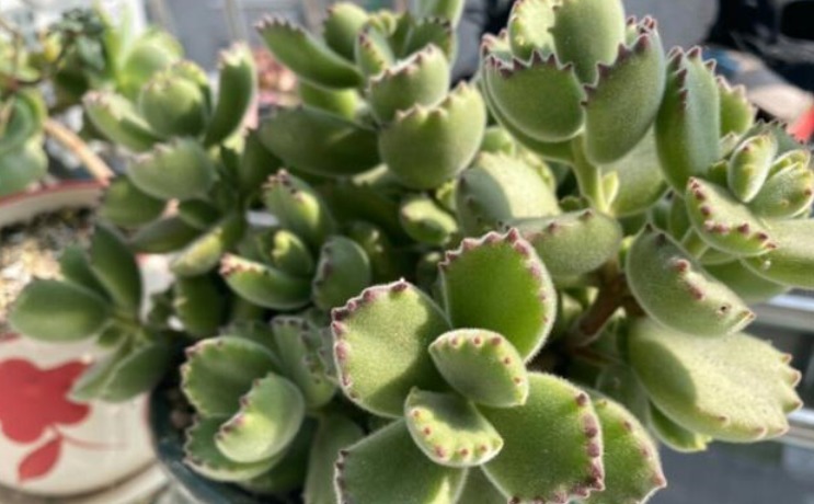 爪子|多肉植物红爪子，盆栽牢记3点，长得毛绒绒，肥美厚实
