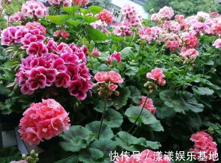 4种花好养易活,旺财又养人,好养漂亮,一开就是300多天