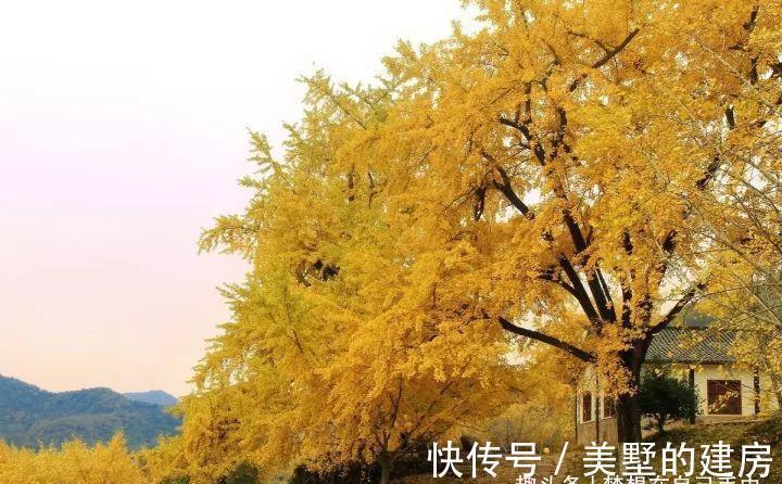 花花草草|原来花花草草也有这么多“雅称”