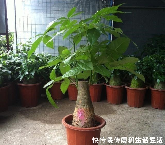 植物|别再养发财树、金钱树了，此种树，山上“挖1棵”，养成老桩值钱！