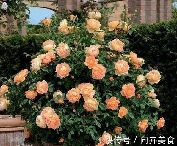 一年四季,这样给月季施肥,掐准时间好“吸收”,砰砰砰,开大花