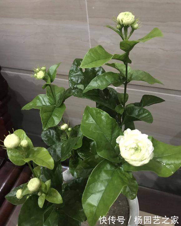 浇水|茉莉中“老大难”,虎头茉莉真难养?牢记4技巧,轮番开花赛牡丹