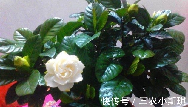 植株|栀子花这样修剪, 长得更茂盛, 花芽冒不停!