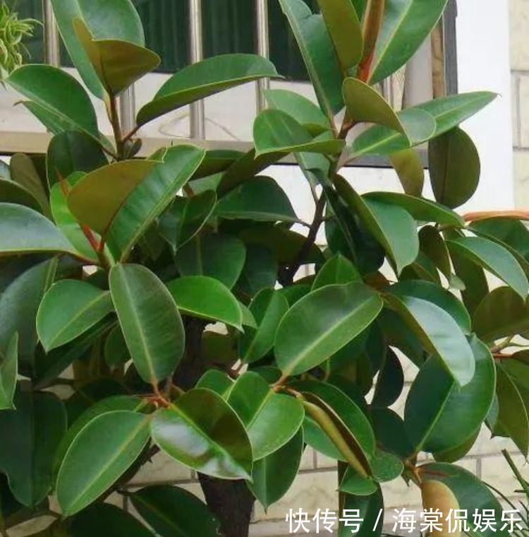 植物|家养这些植物，一月浇一次长得旺，叶子油绿开花多！