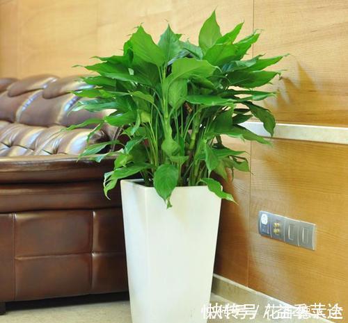 阳台上|6种喜阴花,家里采光不好,照样生长茁壮,枝叶茂盛,长满盆!