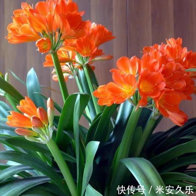 君子兰花后的“后遗症”,会遇到哪些问题,怎么解决呢?