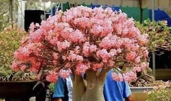 把这三种花摆客厅,一个月浇水一次,反而变旺盛!