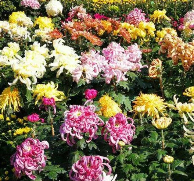 琴叶榕|这些“漂亮花”，7月不修剪，来年没花看，后悔一整年