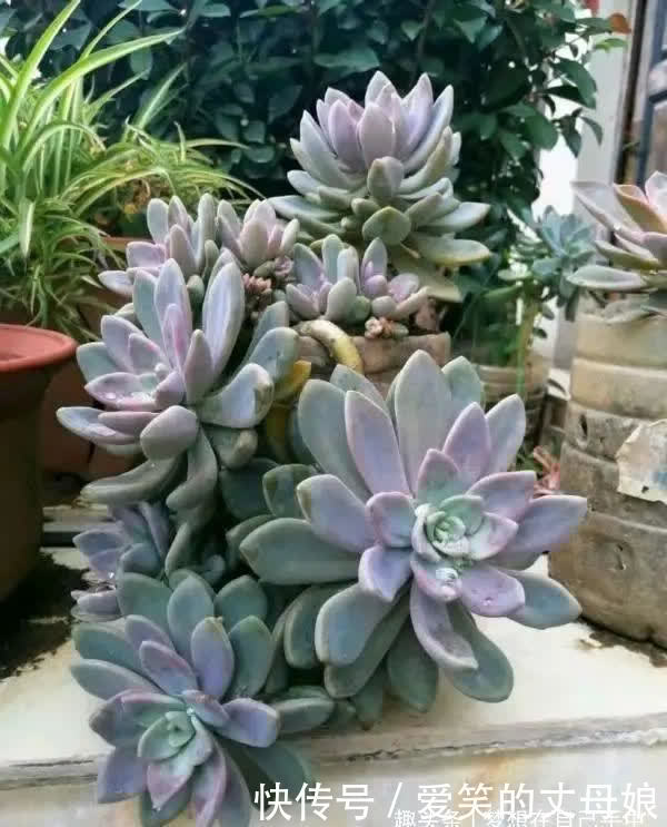 你喜欢老桩多肉吗?