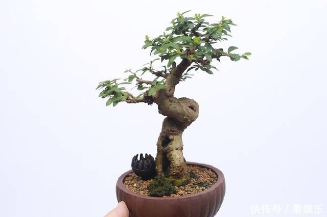 枝条|网友分享的白蜡微型盆栽,室内摆件精品盆栽,快来一睹为快