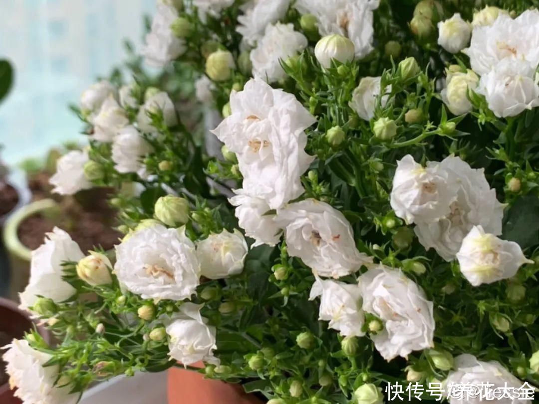 冬天好养的花,皮实不娇气,颜值高上档次,咋养都开花