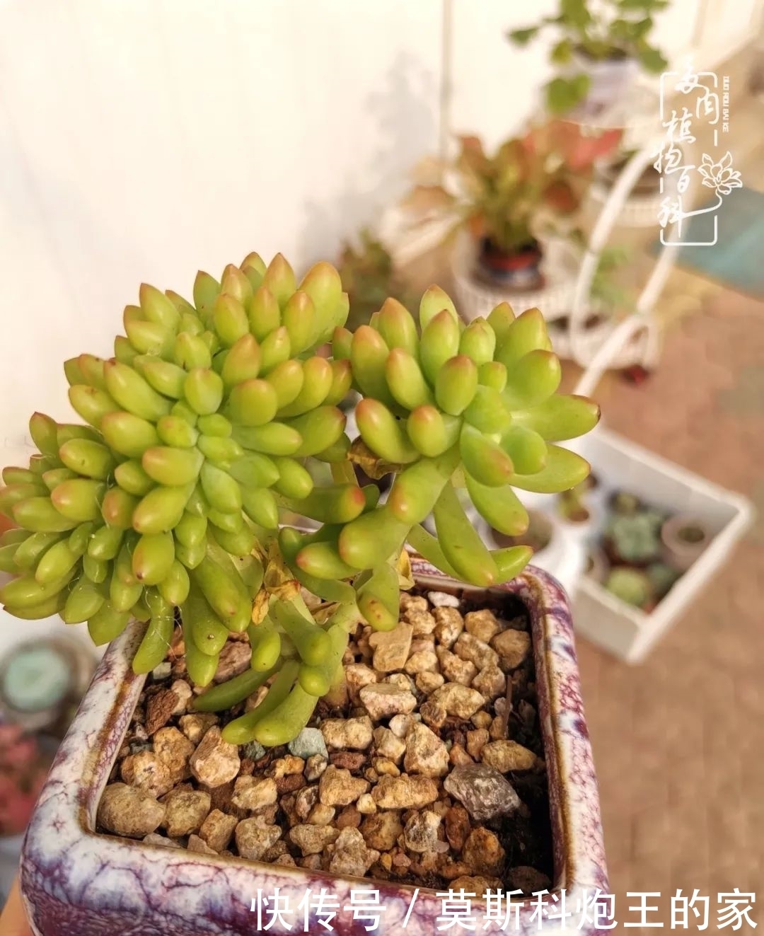 回顾令人难忘的2020年!2021,我定不负美肉不负众望!