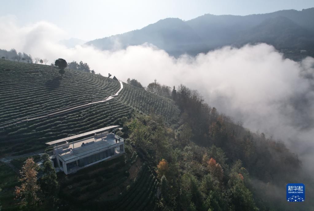 紫阳县|冬日茶乡 山水画廊