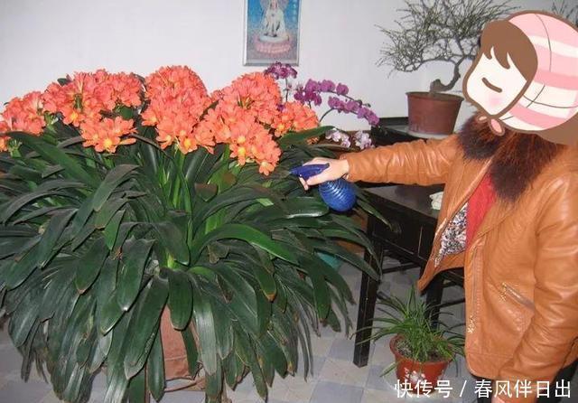 黄豆肥|君子兰离不开2种水,1年换着浇,冒白根、开花多