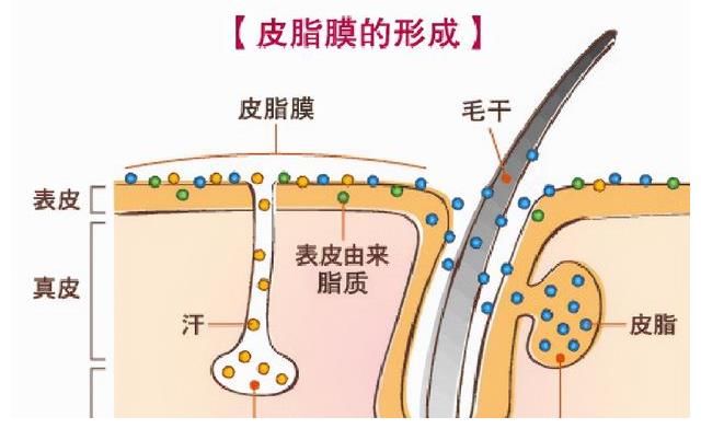 自然堂|都说油皮的人不容易老，想要抗衰老用哪些护肤品呢？