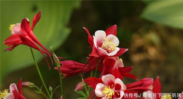 阳台|新手养花,适合养一盆“阳台精品”耧斗菜,古典美丽,花开火红