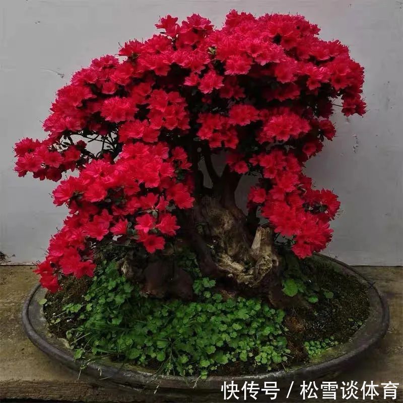 光照|五种公认不好养的花,养一盆死一盆,新手要慎养,小心白花钱!