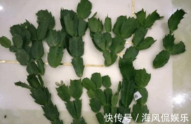 还花什么钱买蟹爪兰,用上养花高手的方法,不花一毛钱就能养出来